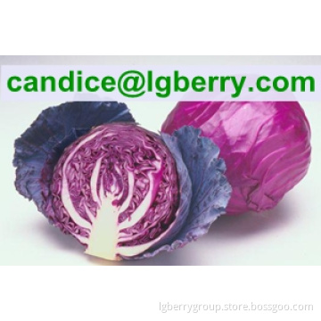 High quality red cabbage extract /anthocyanin